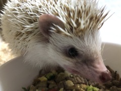 ハリネズミさん食欲旺盛で顔が怖い