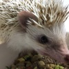 ハリネズミさん食欲旺盛で顔が怖い