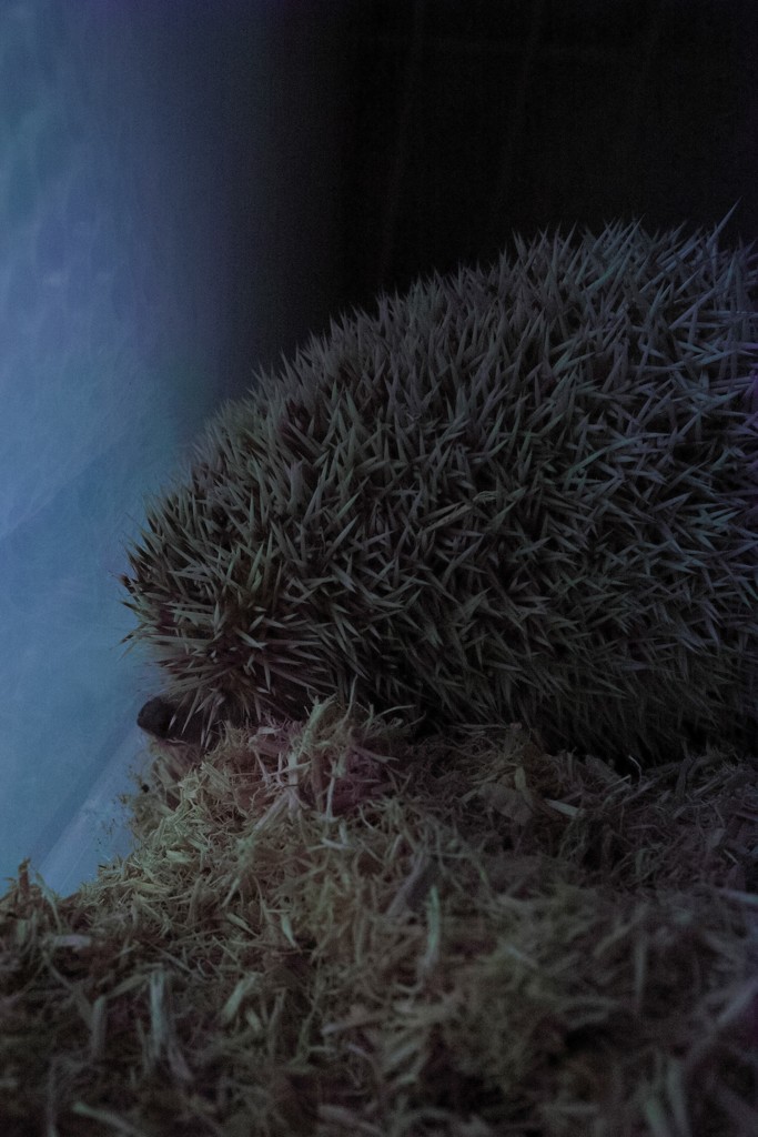 新しい家族　ハリネズミさん