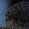 新しい家族　ハリネズミさん