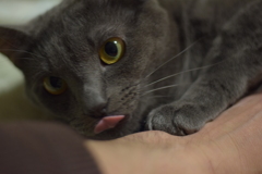 猫アップ２