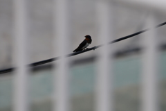 陸上競技場に燕１　メインカメラにて