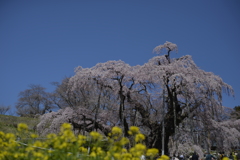 桜巡り３三春滝桜