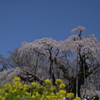 桜巡り３三春滝桜