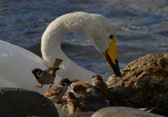 鳥撮り本番６