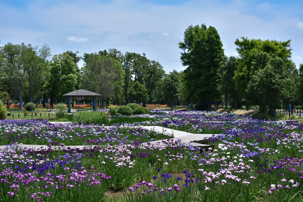 水元公園 花菖蒲