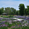 水元公園 花菖蒲