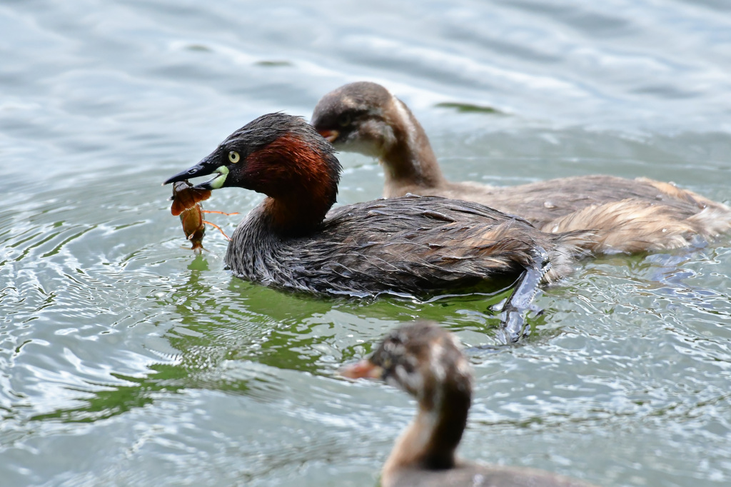 カイツブリの昼食