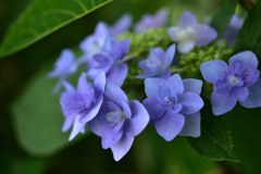 水元公園の紫陽花
