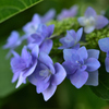 水元公園の紫陽花