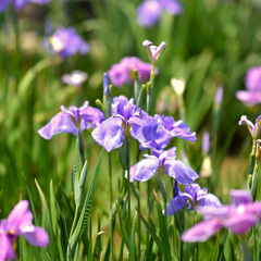 水元公園の花菖蒲