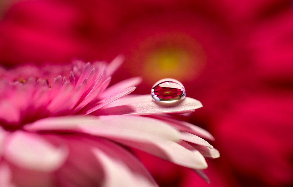 花滴デビュー