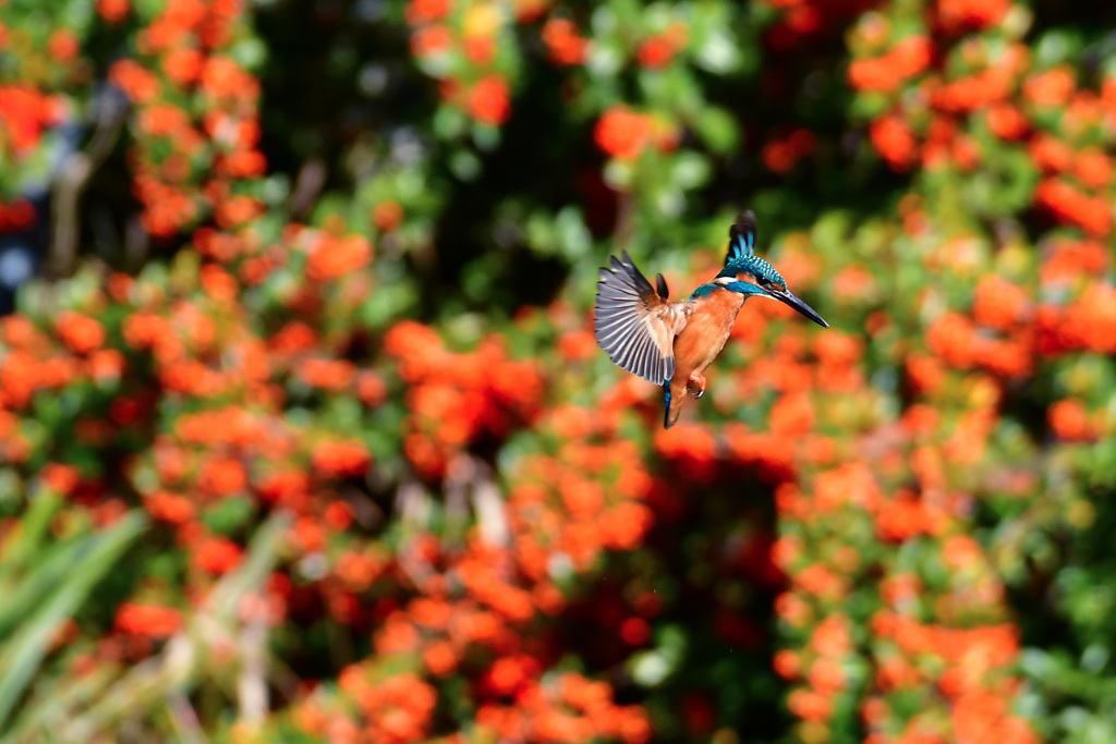 ピラカンサとカワセミ