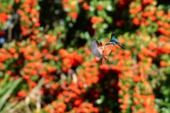 ピラカンサとカワセミ
