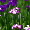 水元公園の花菖蒲