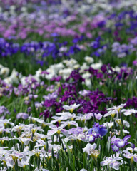 水元公園の花菖蒲