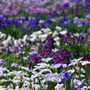 水元公園の花菖蒲