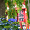 浅草寺の紫陽花