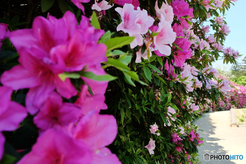 花の道