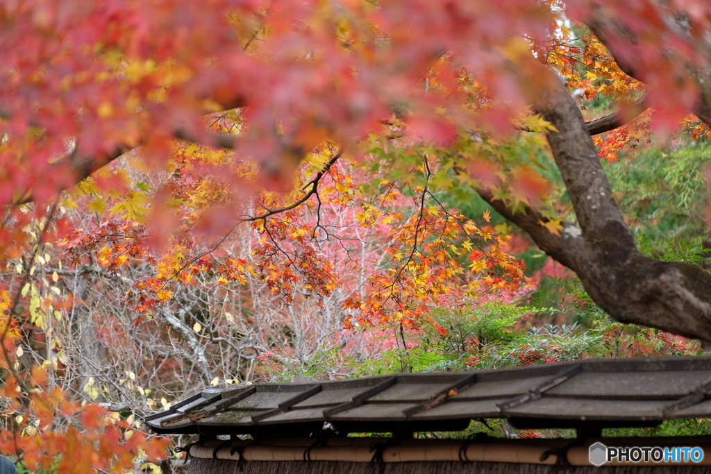 宝厳院の紅葉