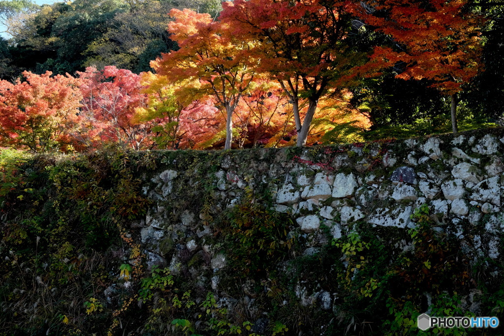 お堀の紅葉