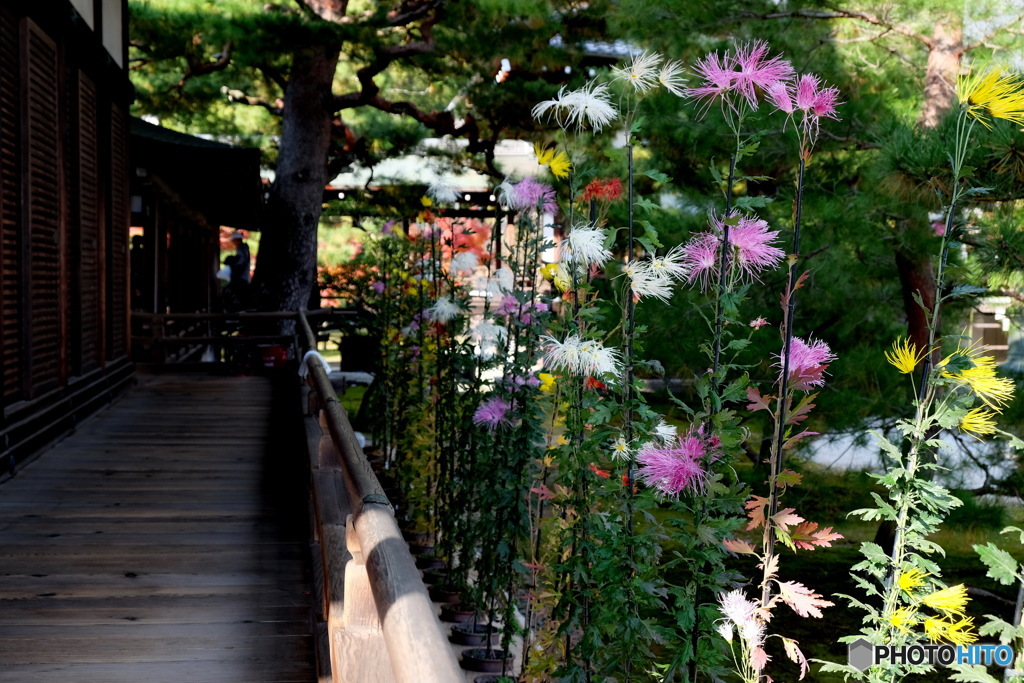 大覚寺の貴船菊