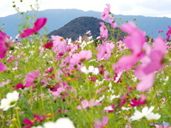 初秋の畝山