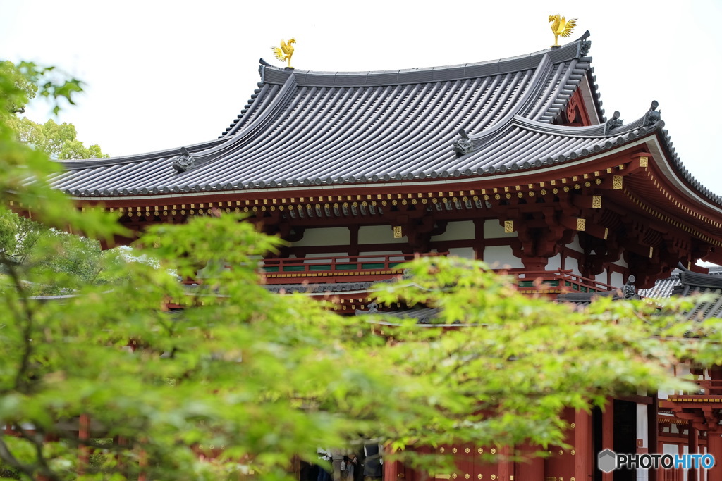 鳳凰