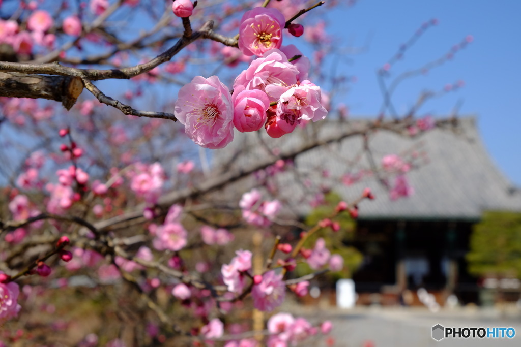 清涼寺の梅