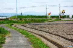 野良の踏切