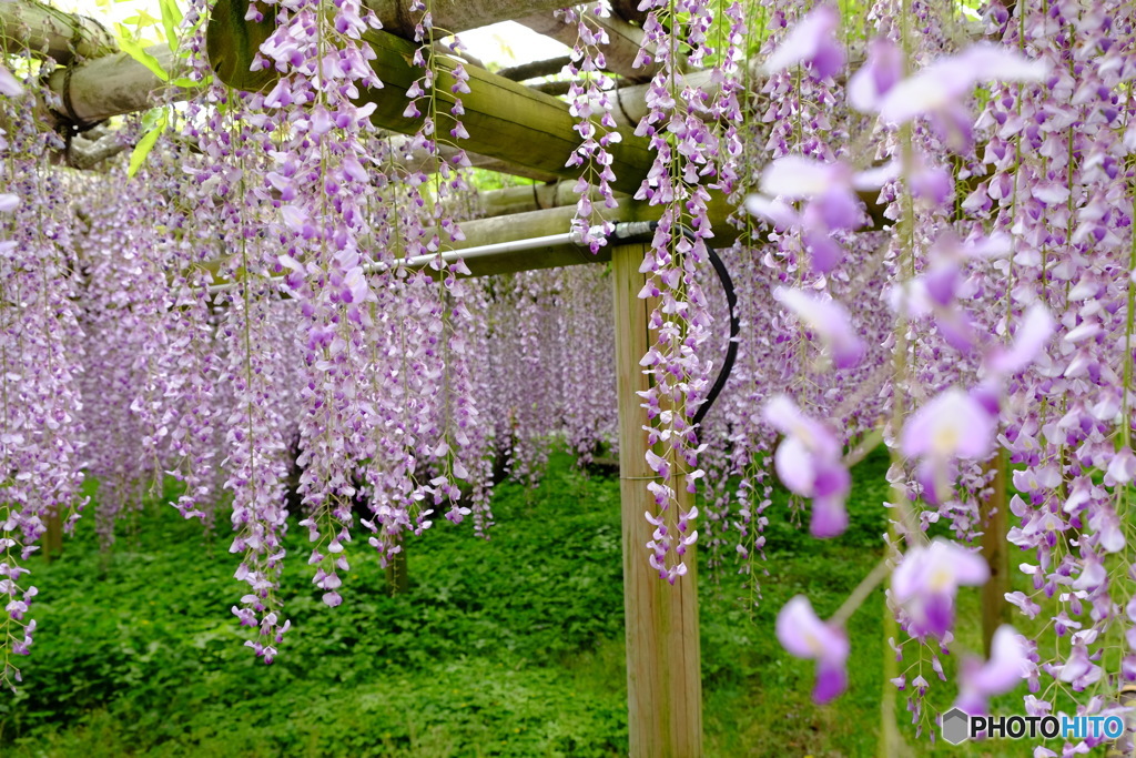 平等院の藤