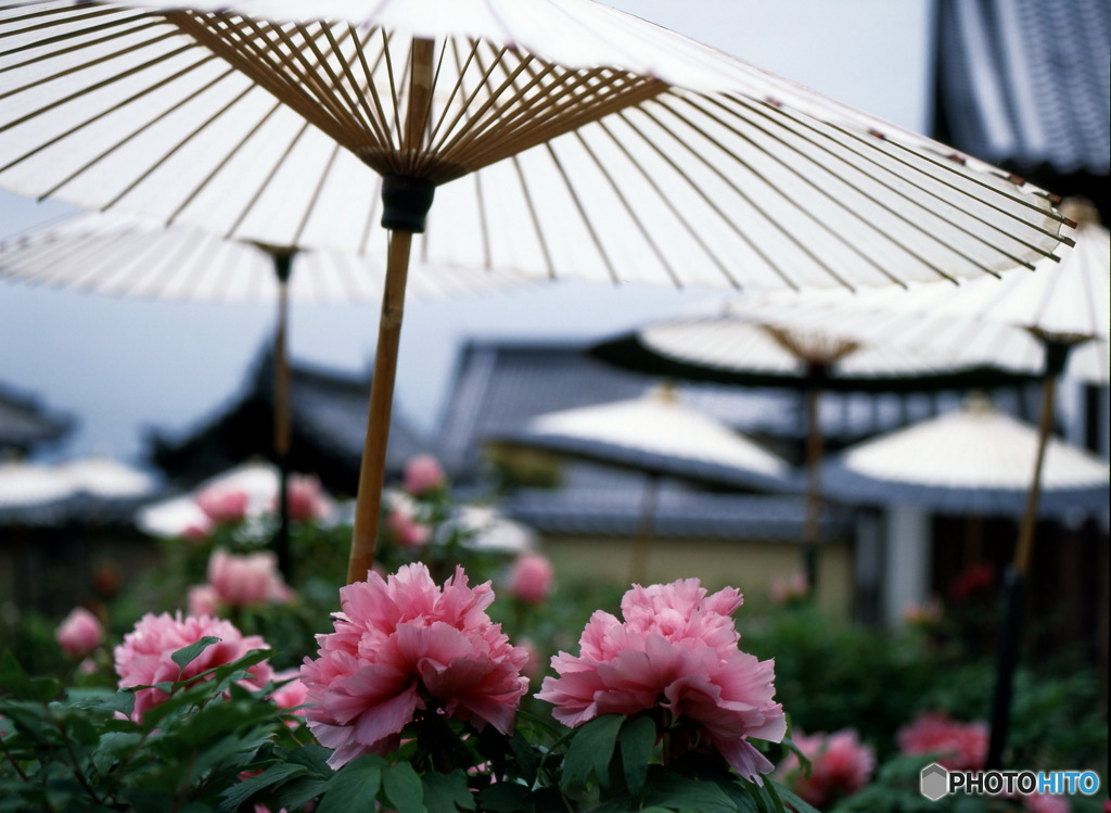 奈良当麻寺