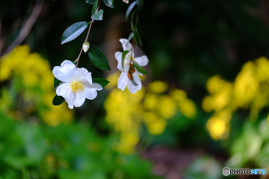 山茶花