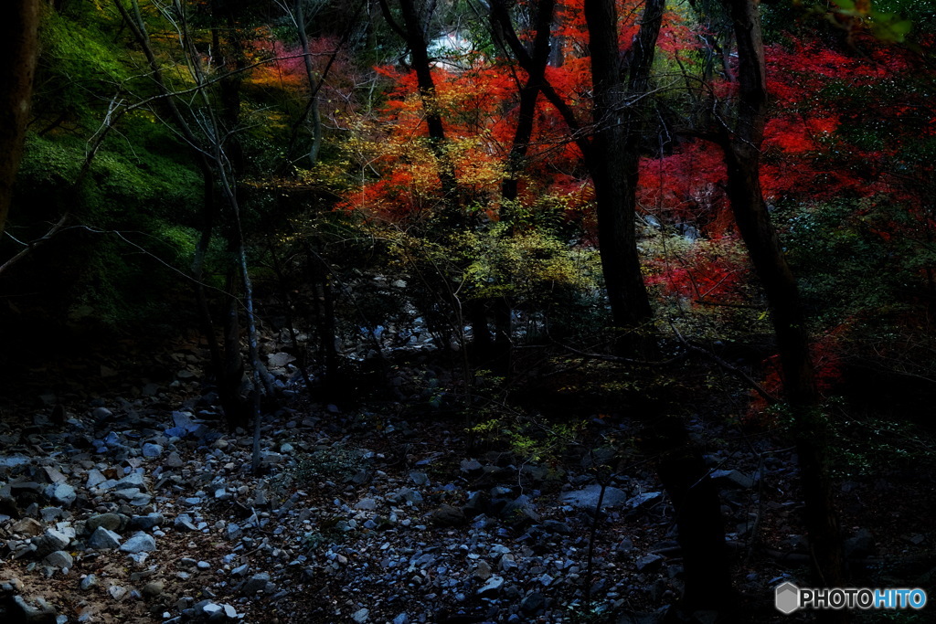 谷間の紅葉