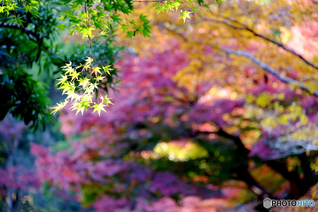 秋の目