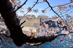 桜とお堀