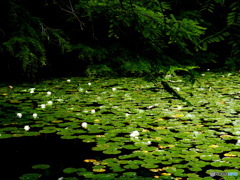 睡蓮と池