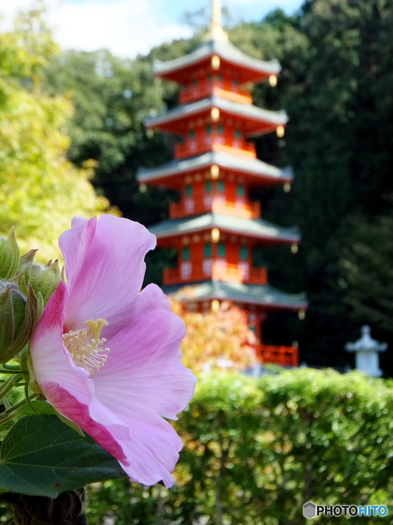 芙蓉咲く