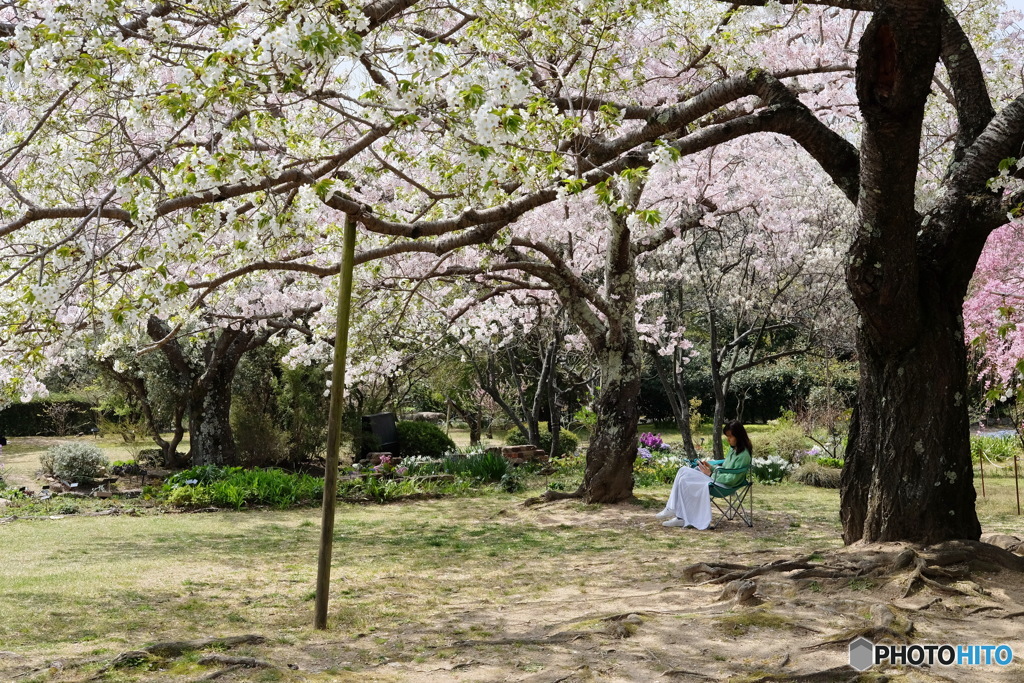 桜の下で