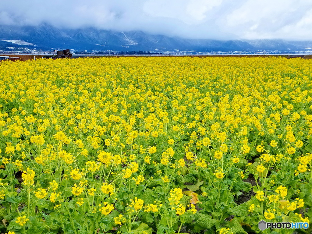 比良山と菜の花