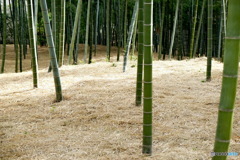 竹の子山
