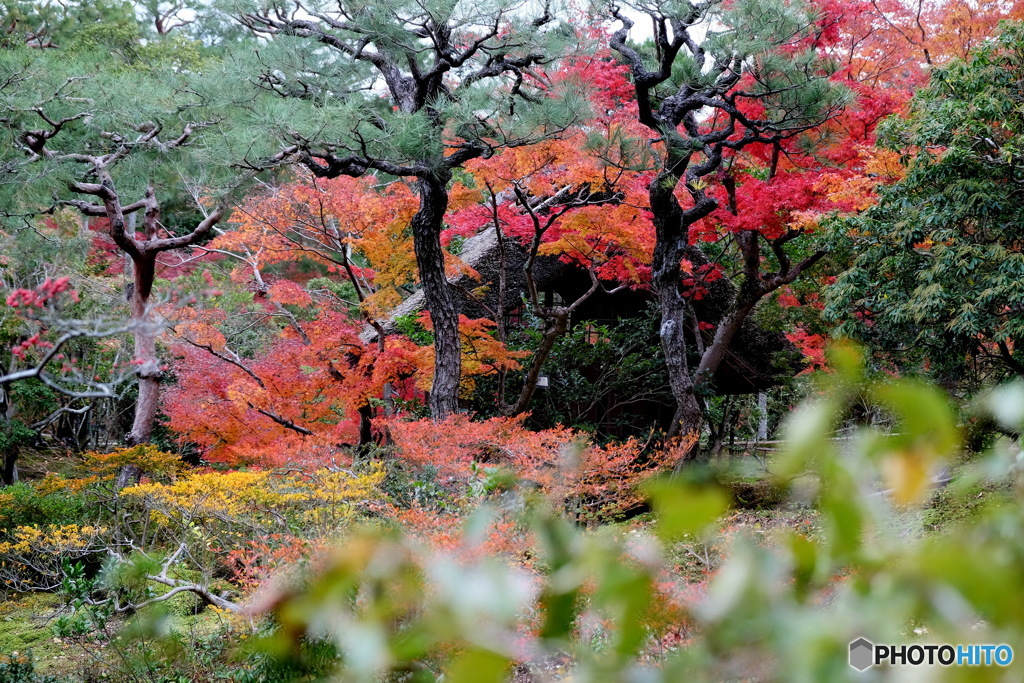 庭園の秋