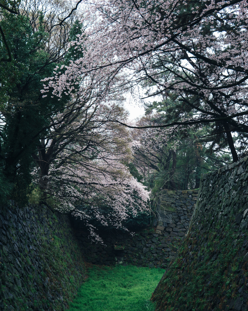 名古屋城二の丸の桜