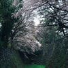 名古屋城二の丸の桜