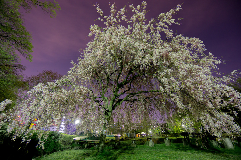 夜のしだれ桜