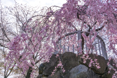 山崎川のしだれ桜