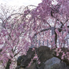 山崎川のしだれ桜