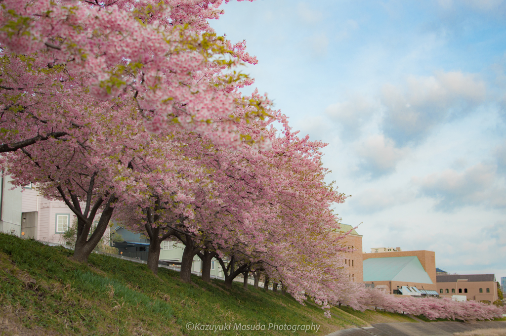 岡崎市 乙川河津桜