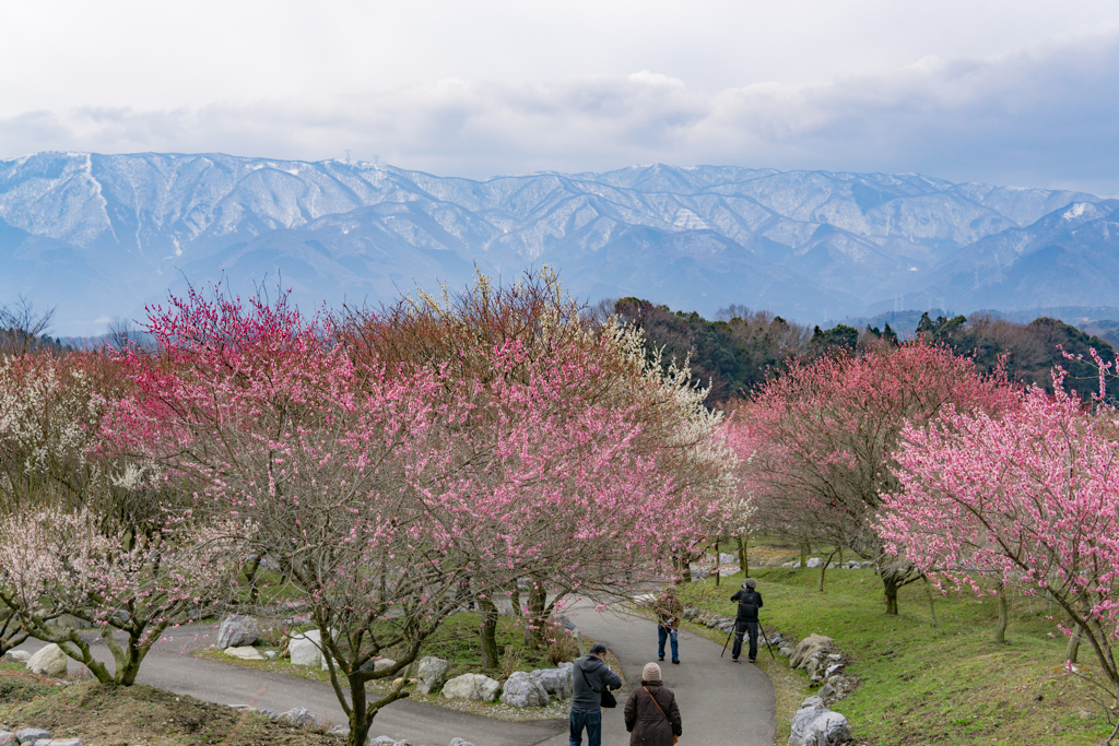 いなべ市梅林公園