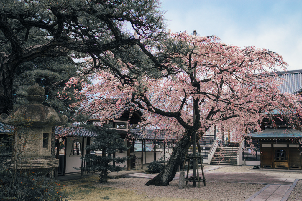 香積院の一本しだれ桜